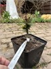 Ирина Мухортова