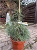 Ирина Мухортова